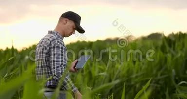日落时分，一位玉米地里的<strong>农民用</strong>一块数字平板<strong>电脑</strong>检查他的庄稼。